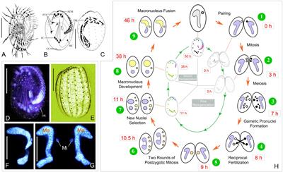 Morphogenesis of the Ciliature During Sexual Process of Conjugation in the Ciliated Protist Euplotes raikovi